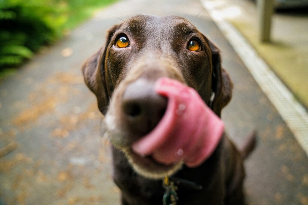 Dog licking face