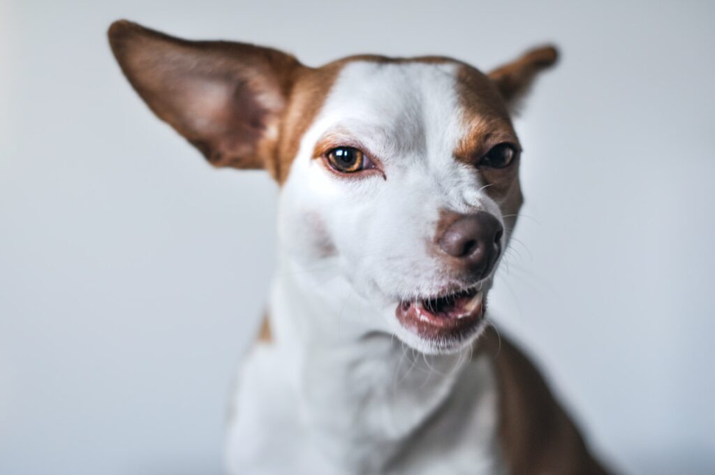 Dog with funny face