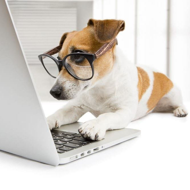 dog using a computer