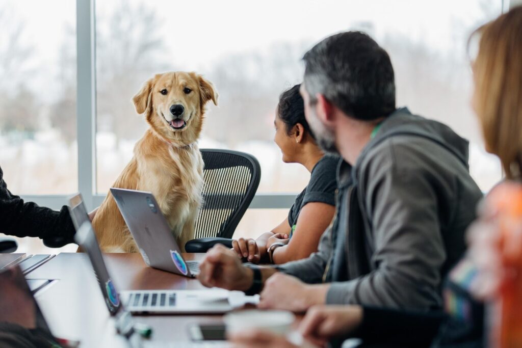 dog sitting on chair and in a meeting