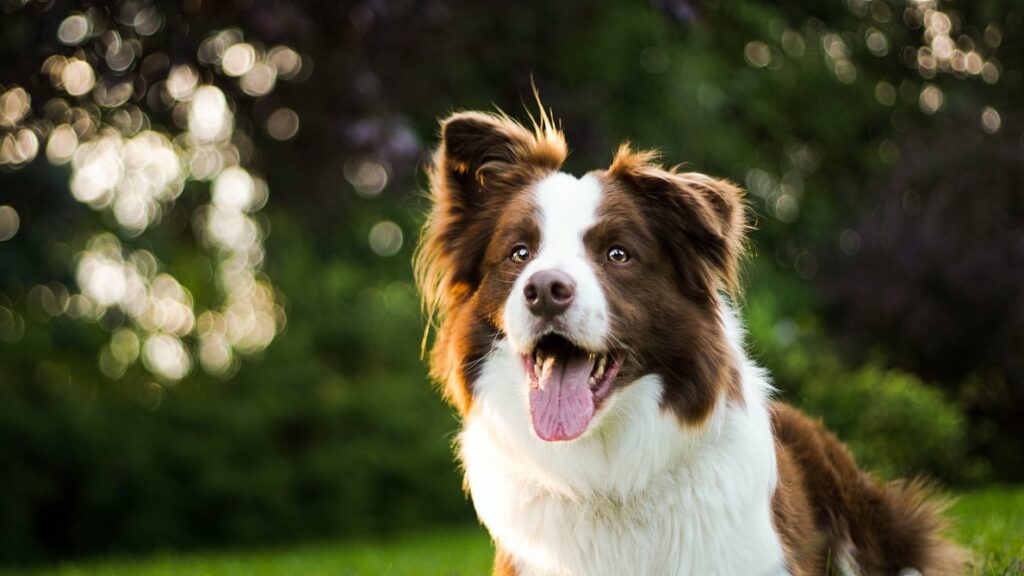 Australian shepherd