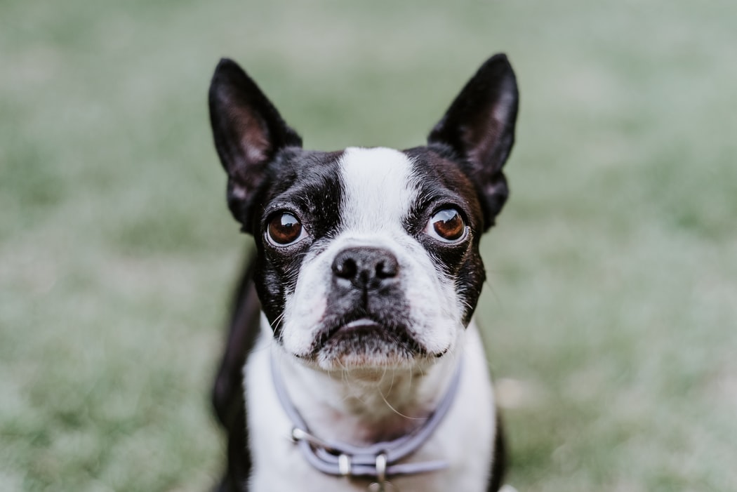 boston terrier