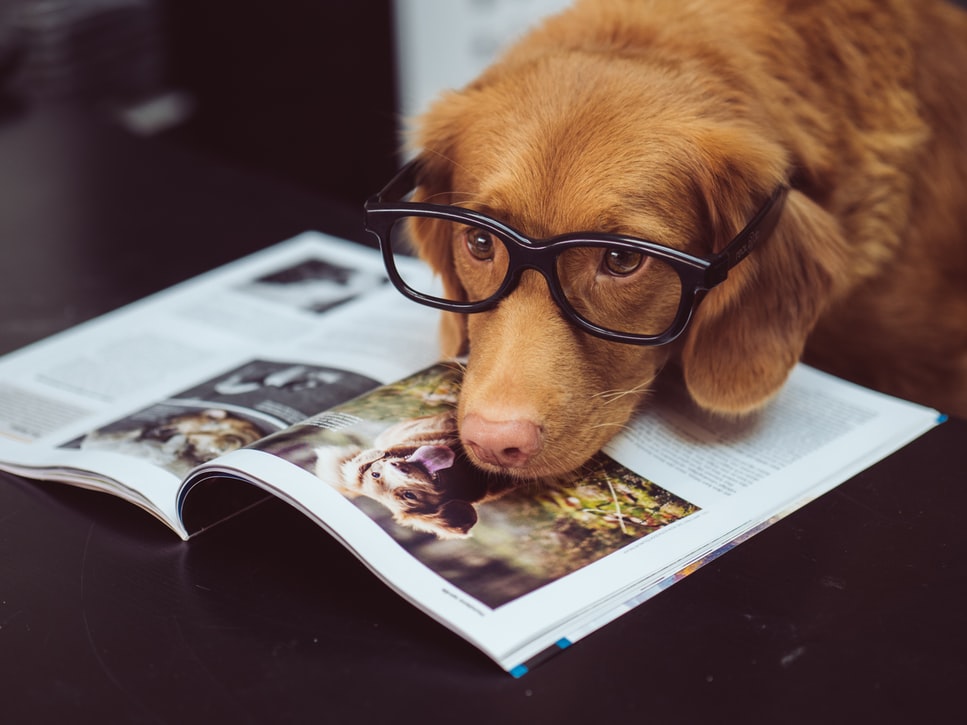 dog on magazine