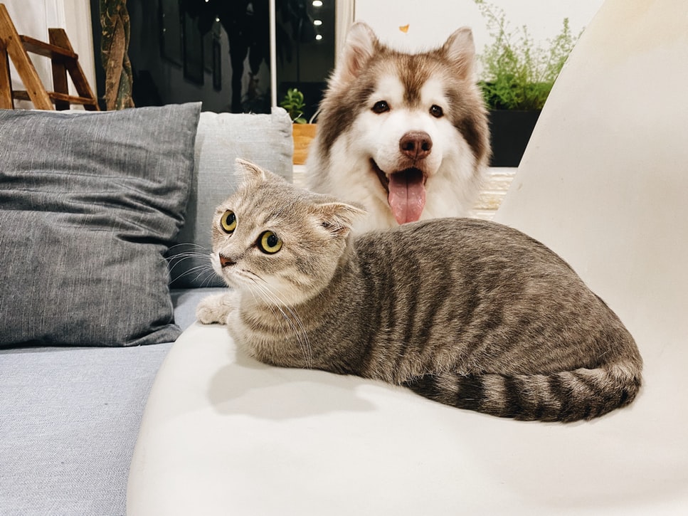 husky and cat