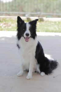 border collie smiling