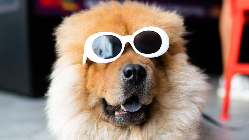 Large fluffy dog wearing white sunglasses posing for picture