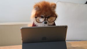 Toy dog wearing glasses posed to look like working on a tablet computer