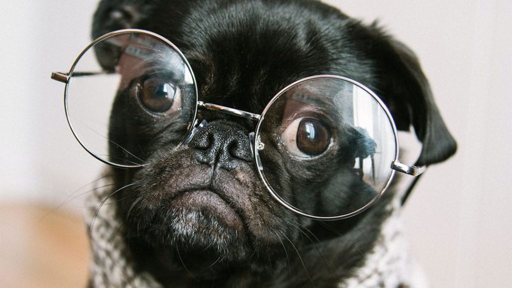 Close up of black pug wearing glasses