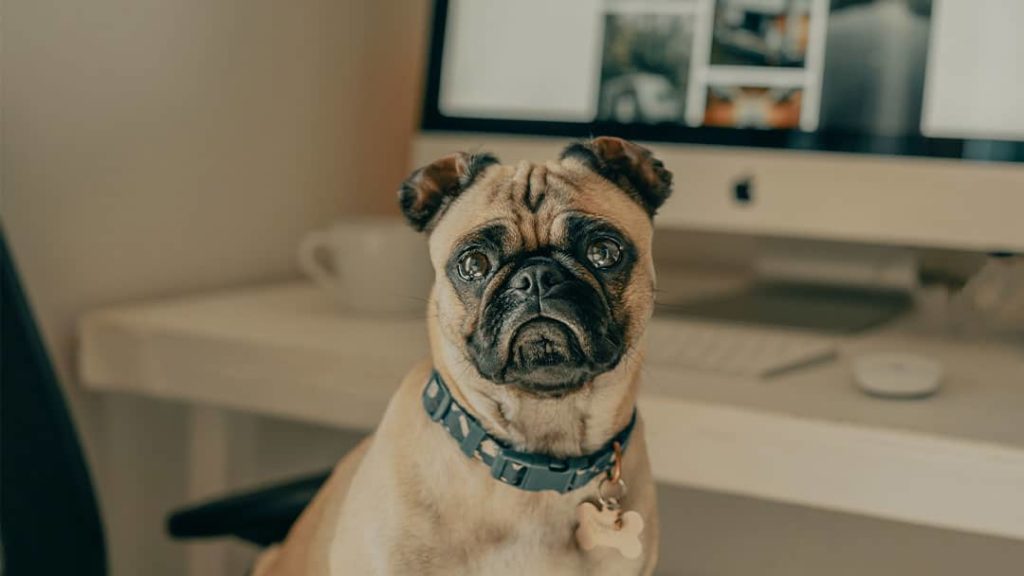 White pug sits on chair in front of Apple Desktop monitor