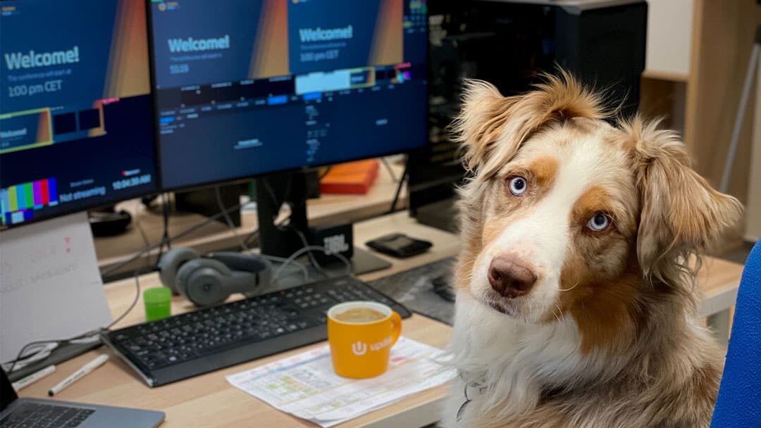 Shepard breed dog at desk