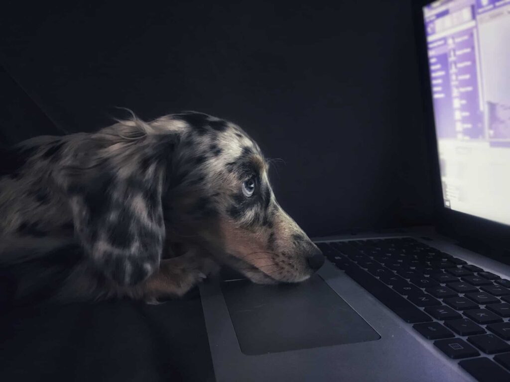 A dog laying its head on a laptop keyboard and looking at the screen. 