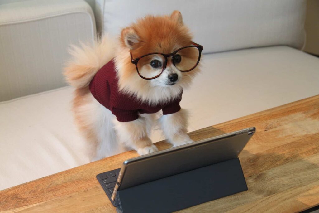 A small dog in glasses and a red sweater in front of a tablet with a keyboard.